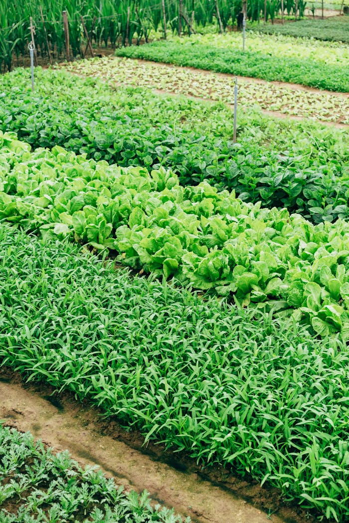Vibrant vegetable crops growing in organized rows in Hội An, showcasing sustainable agriculture.